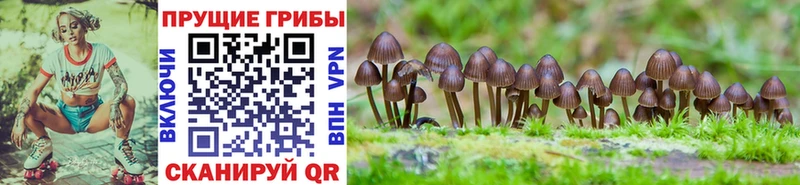 купить наркоту  Кашин  kraken сайт  Псилоцибиновые грибы мицелий 